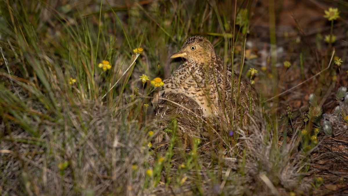 Plains-wanderer - James Bennett