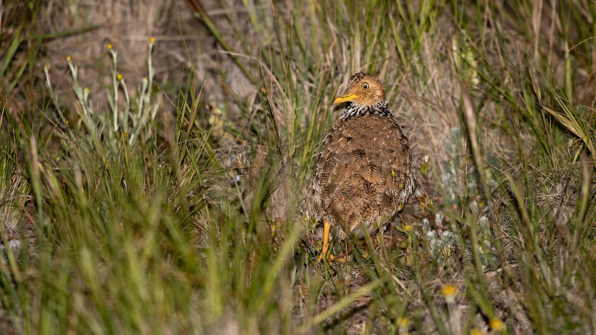 Plains-wanderer - James Bennett