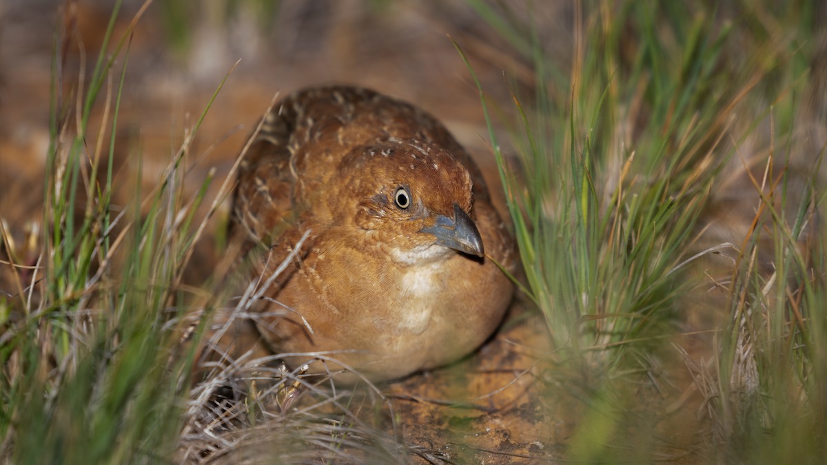 Little Buttonquail - ML623746307