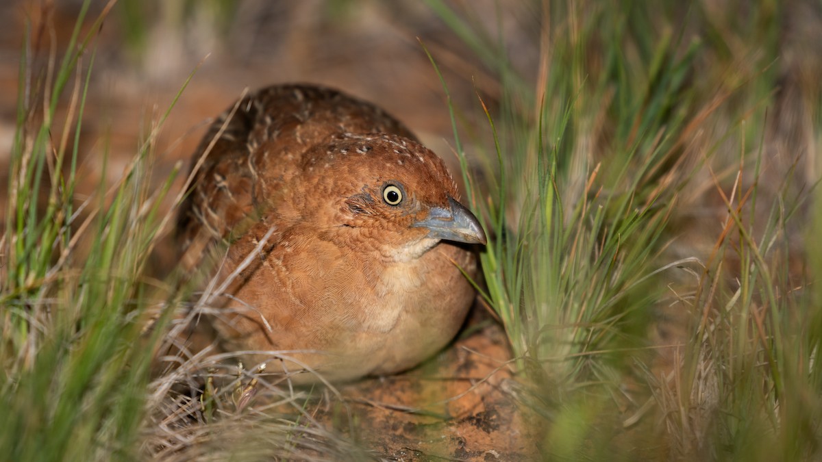 Little Buttonquail - ML623746308