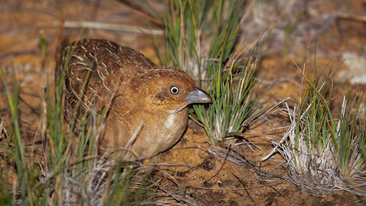 Little Buttonquail - ML623746309