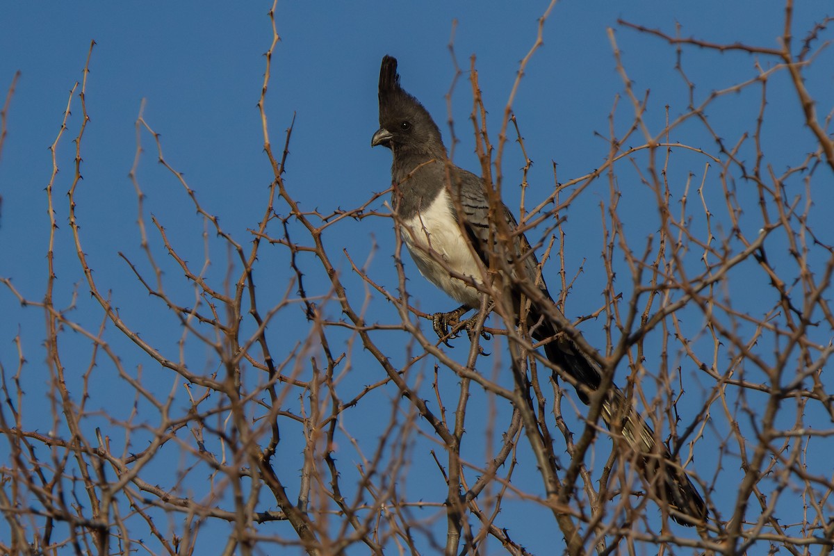 White-bellied Go-away-bird - ML623746310