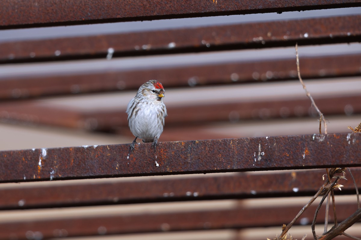 Hoary Redpoll - ML623746319