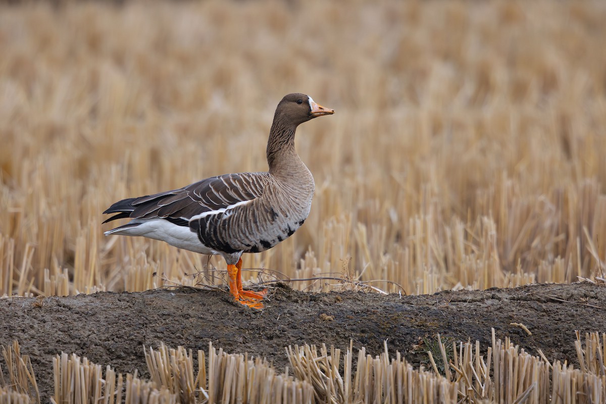 Greater White-fronted Goose - Woochan Kwon