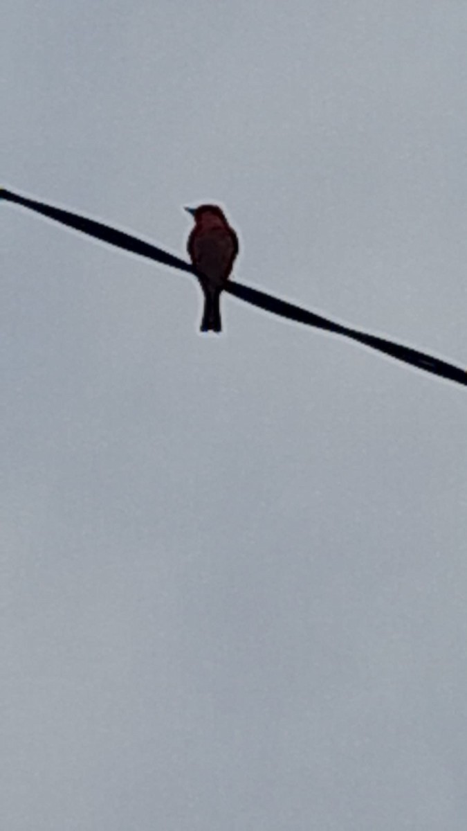 Vermilion Flycatcher (Austral) - ML623746329