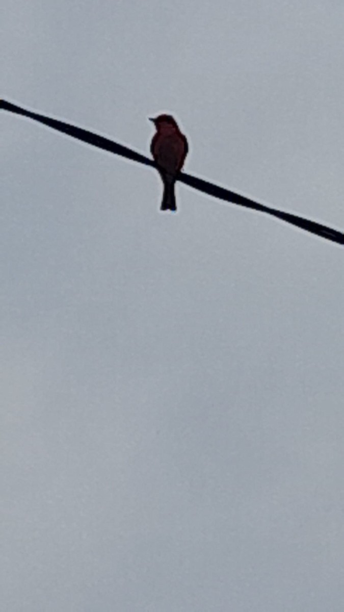 Vermilion Flycatcher (Austral) - ML623746330