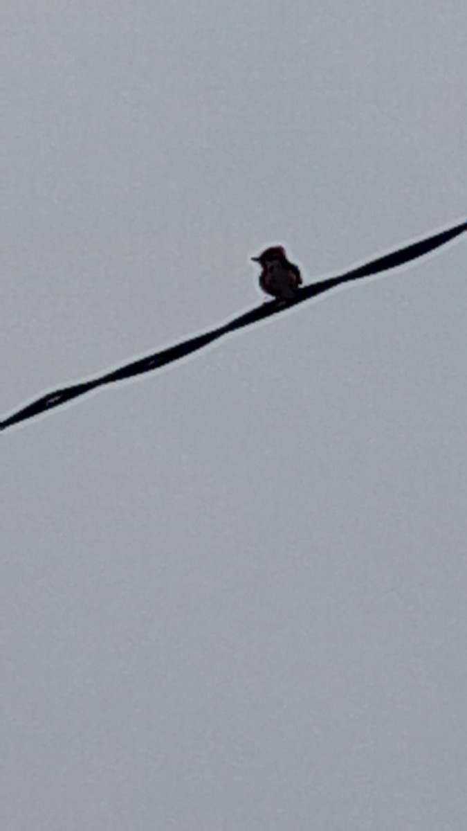 Vermilion Flycatcher (Austral) - ML623746332