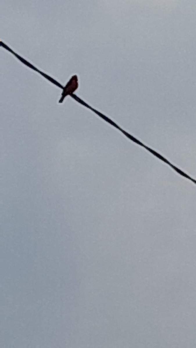 Vermilion Flycatcher (Austral) - ML623746339