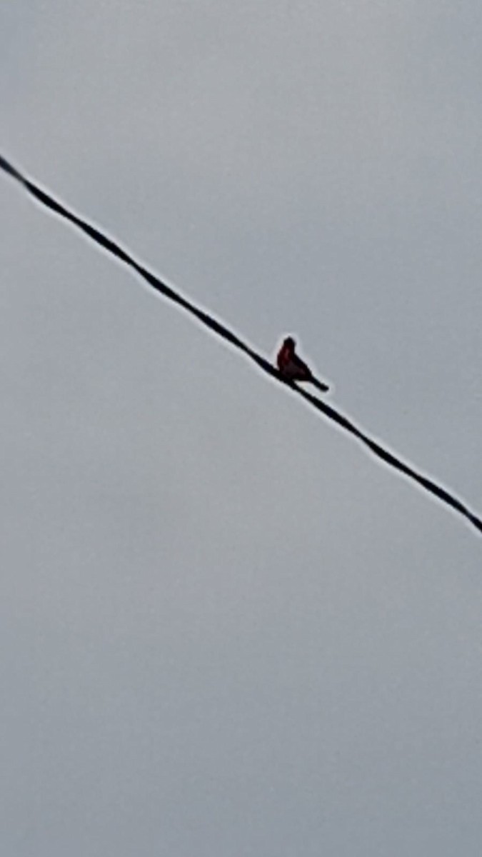 Vermilion Flycatcher (Austral) - ML623746340