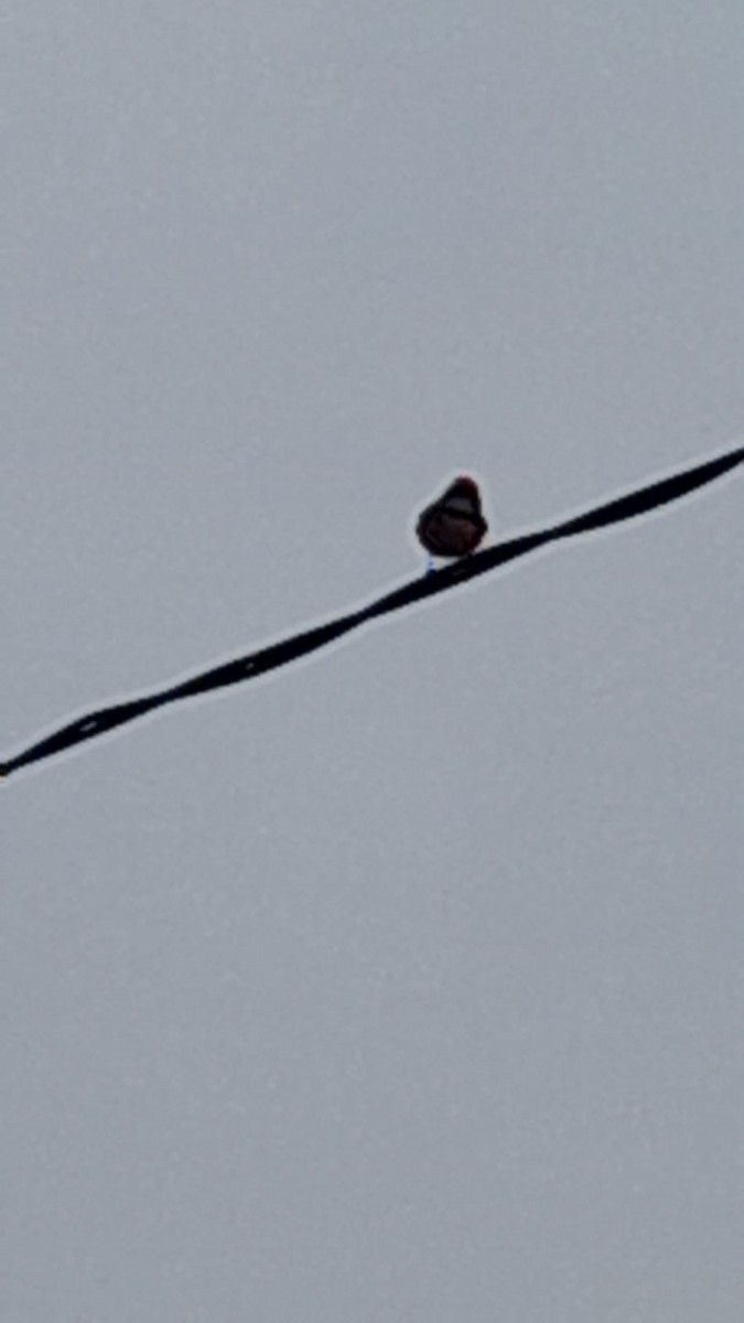 Vermilion Flycatcher (Austral) - ML623746341