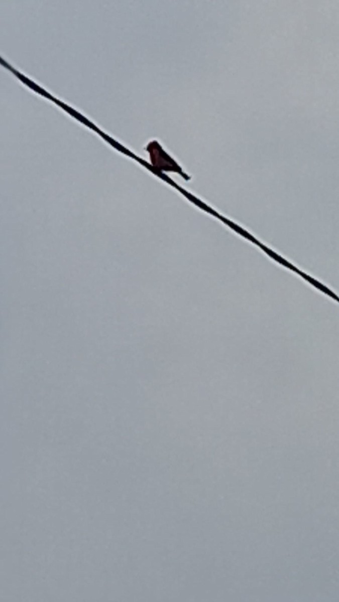 Vermilion Flycatcher (Austral) - ML623746342