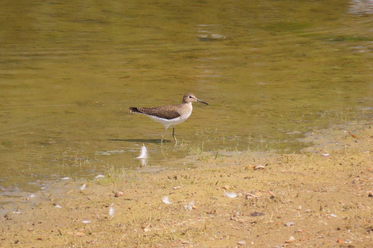 Solitary Sandpiper - Erin Watson