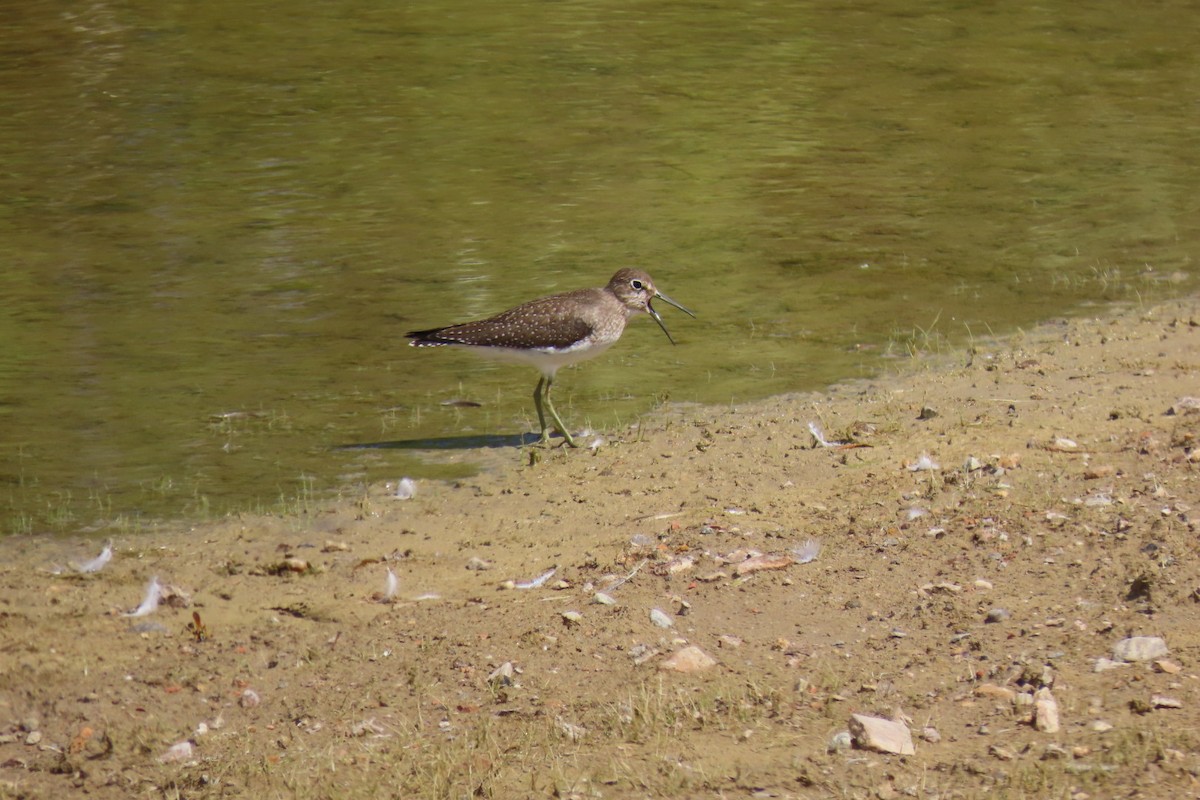 Solitary Sandpiper - ML623746344