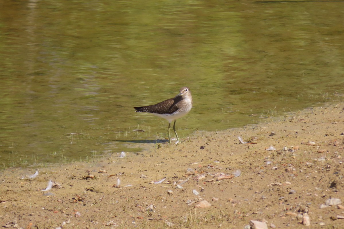 Solitary Sandpiper - ML623746345