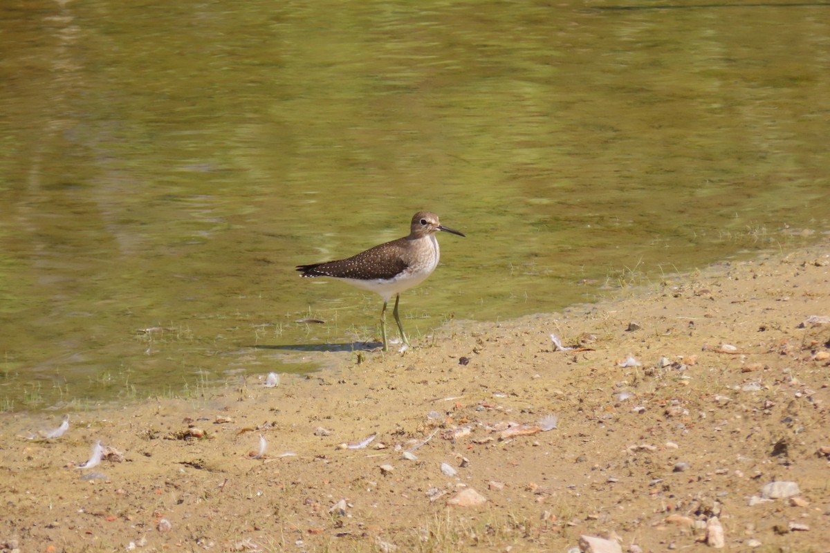 Solitary Sandpiper - ML623746346