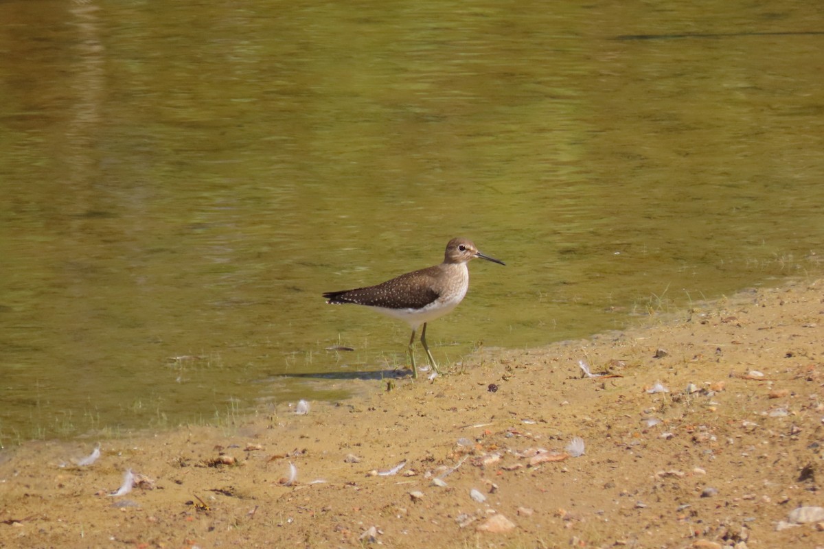 Solitary Sandpiper - ML623746348