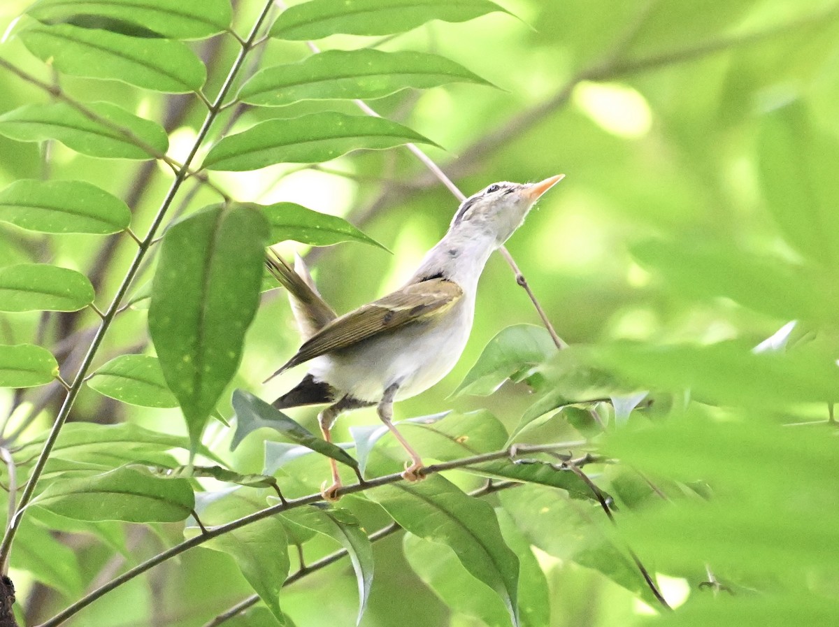 Mosquitero Coronado - ML623746365