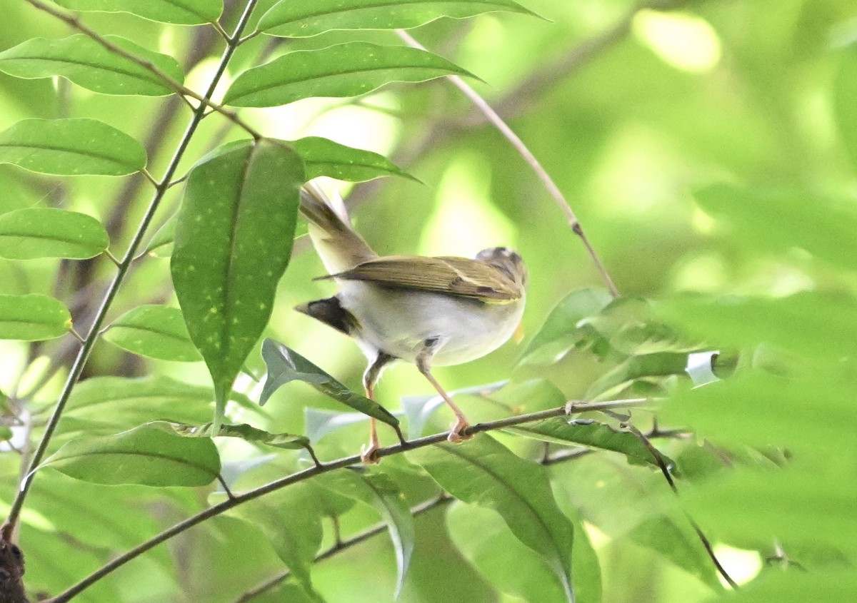 Eastern Crowned Warbler - ML623746366