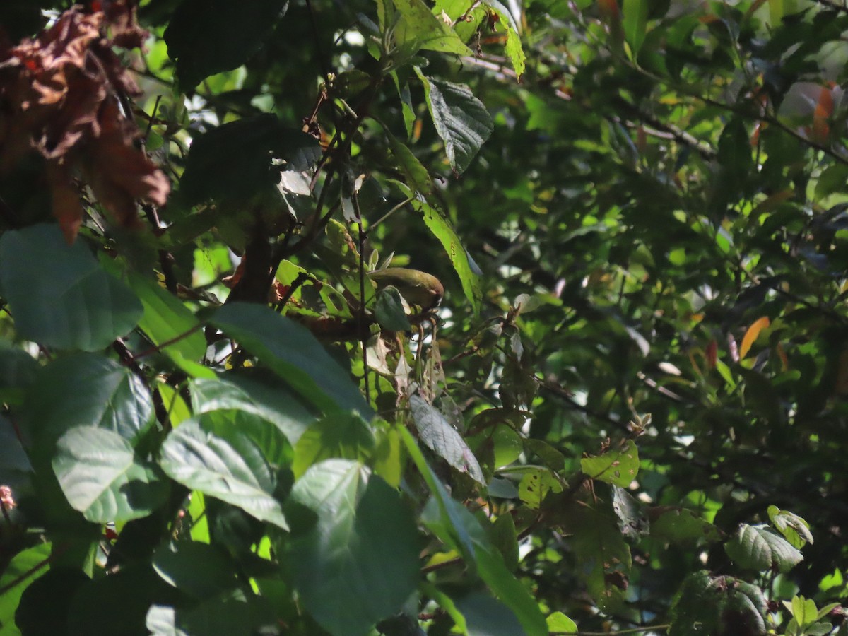 Common Chlorospingus (Southwest Mexico) - Erik Van Den Kieboom