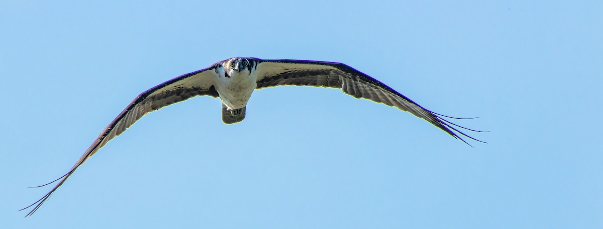 Osprey - ML623746418