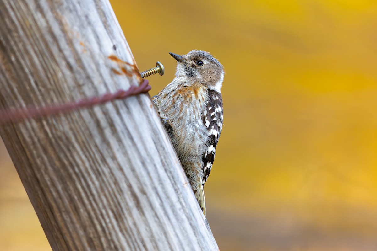 Japanese Pygmy Woodpecker - ML623746428