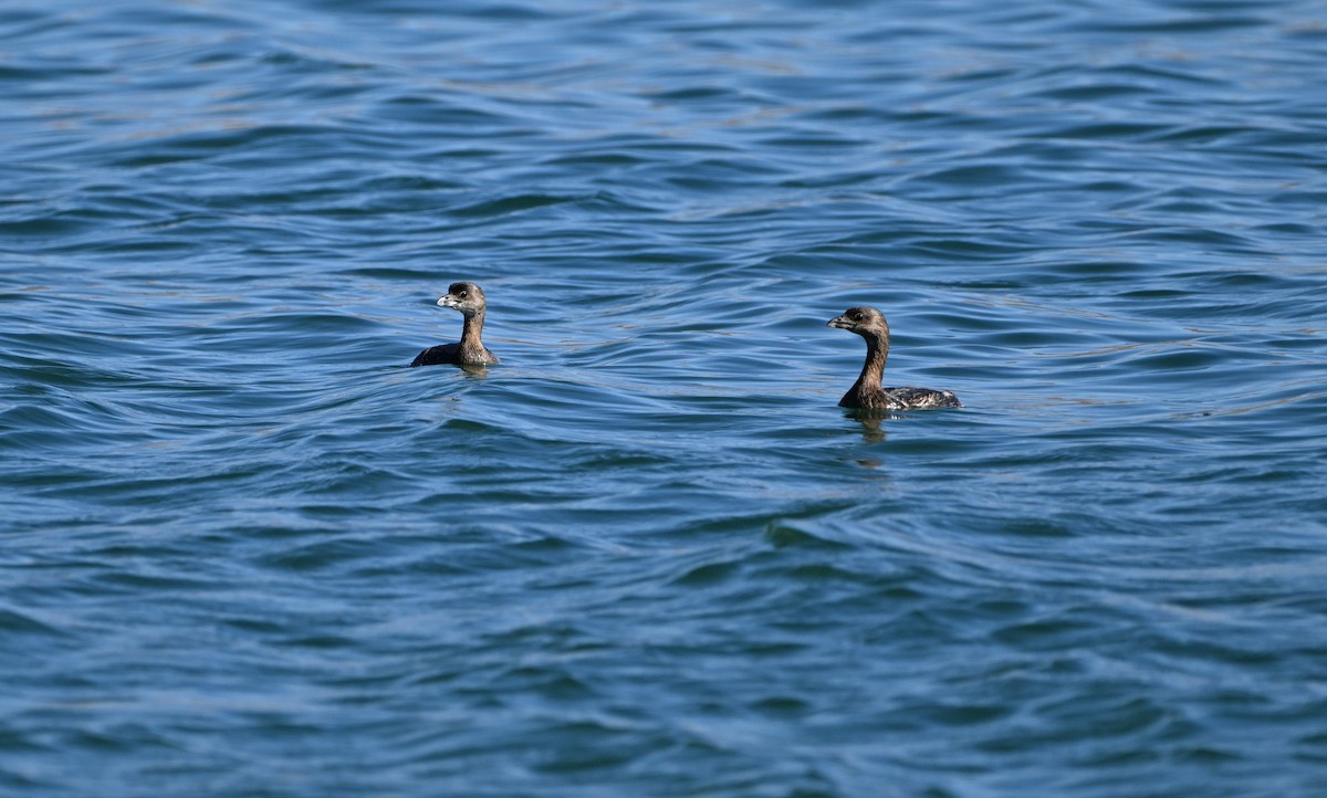 Pied-billed Grebe - ML623746429