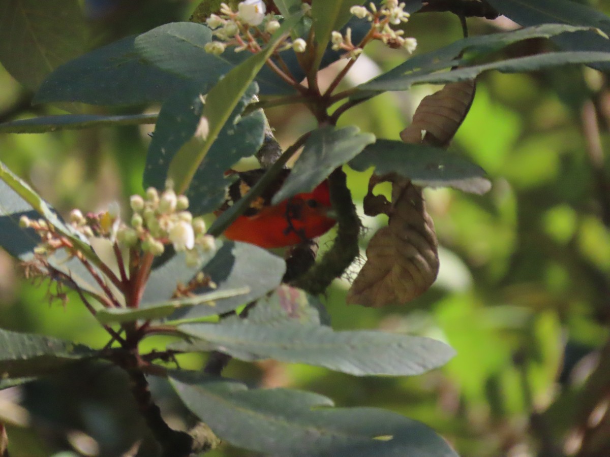 Flame-colored Tanager - ML623746444