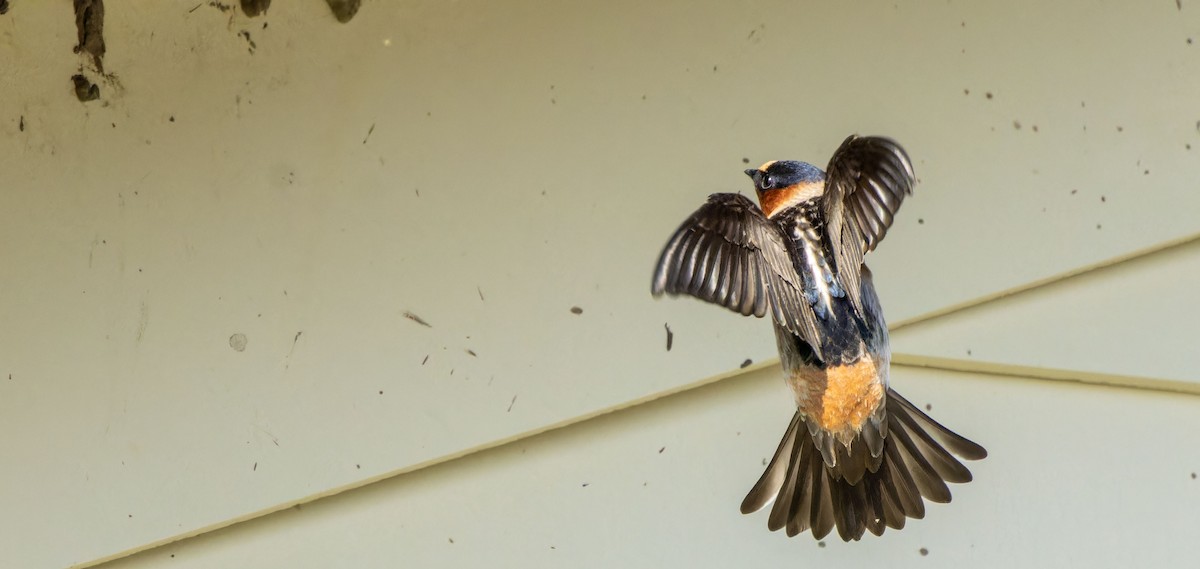 Cliff Swallow - ML623746455