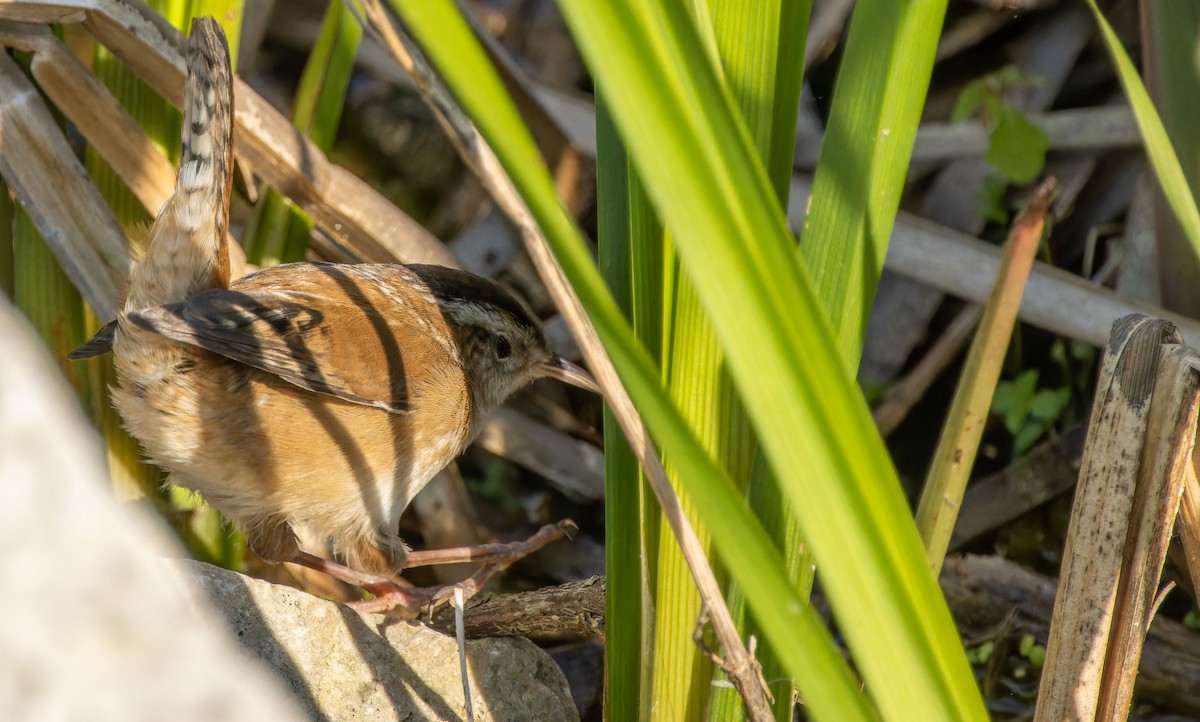 Marsh Wren - ML623746472