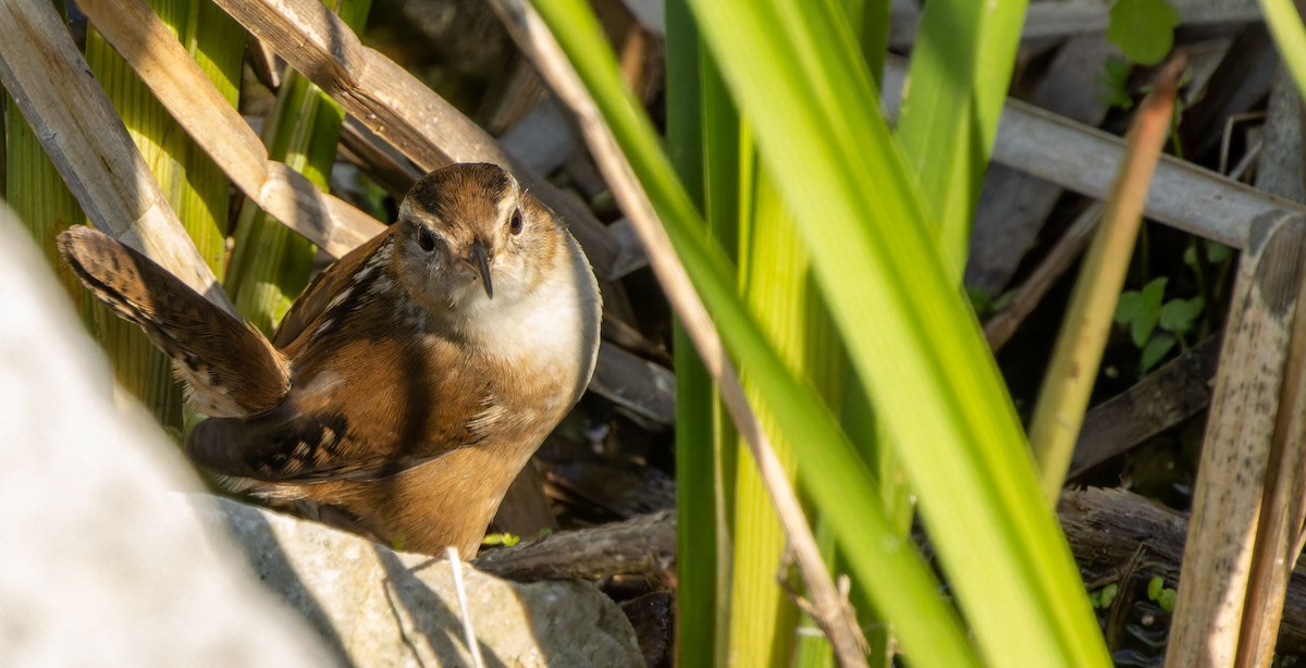 Marsh Wren - ML623746474