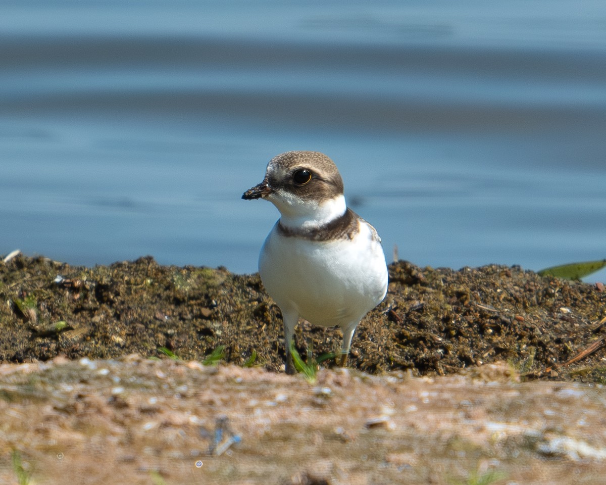 Semipalmated Plover - ML623746481