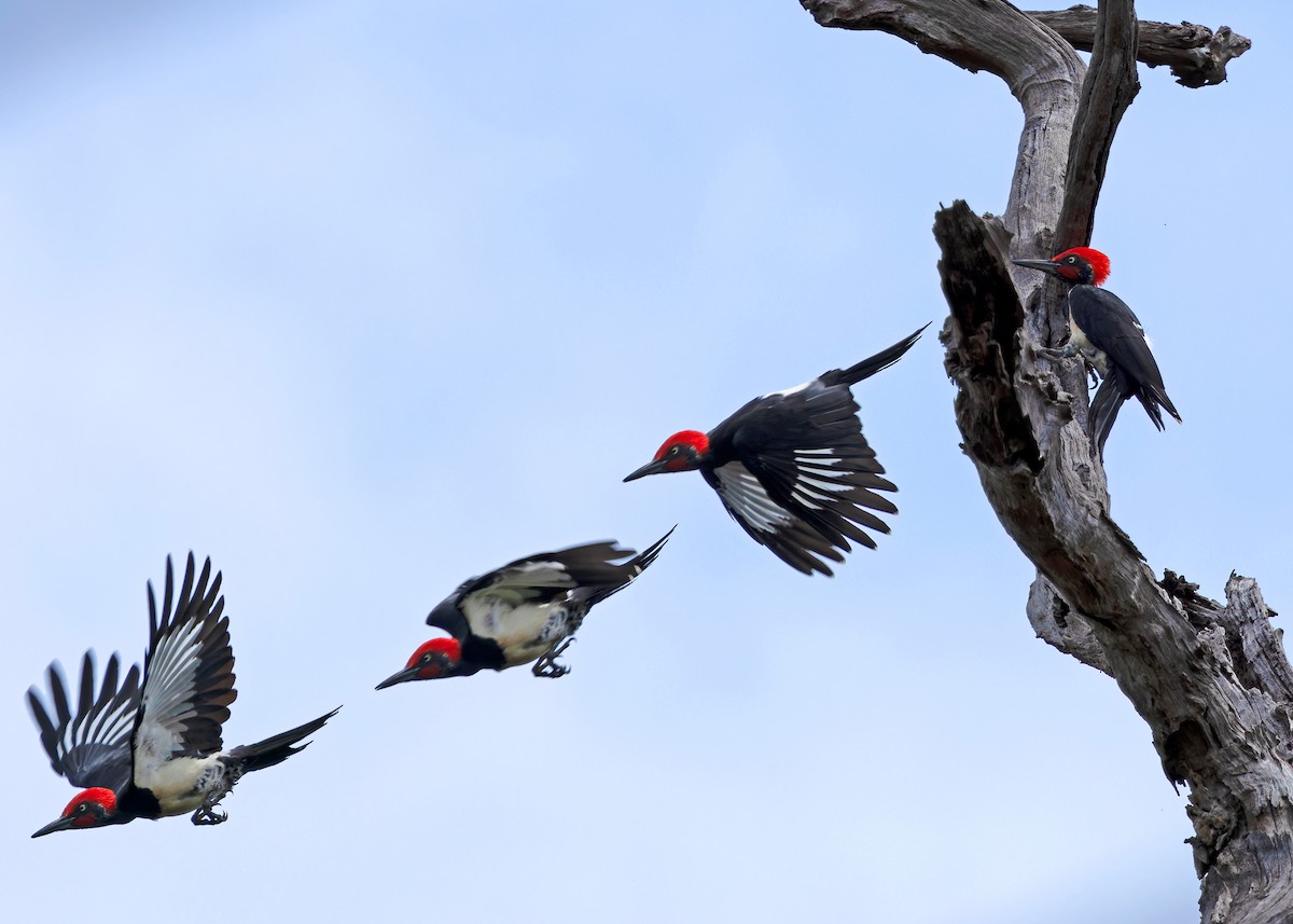 White-bellied Woodpecker - ML623746482