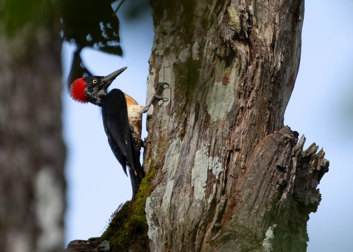 White-bellied Woodpecker - ML623746483