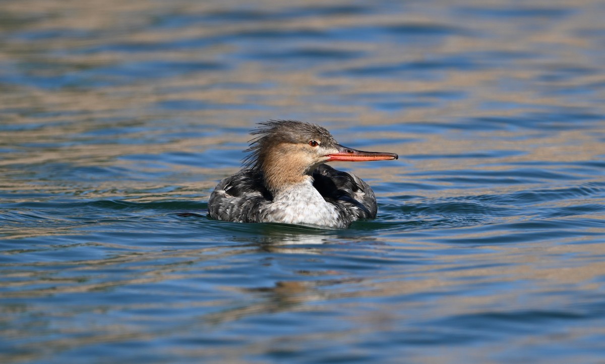 Red-breasted Merganser - S J