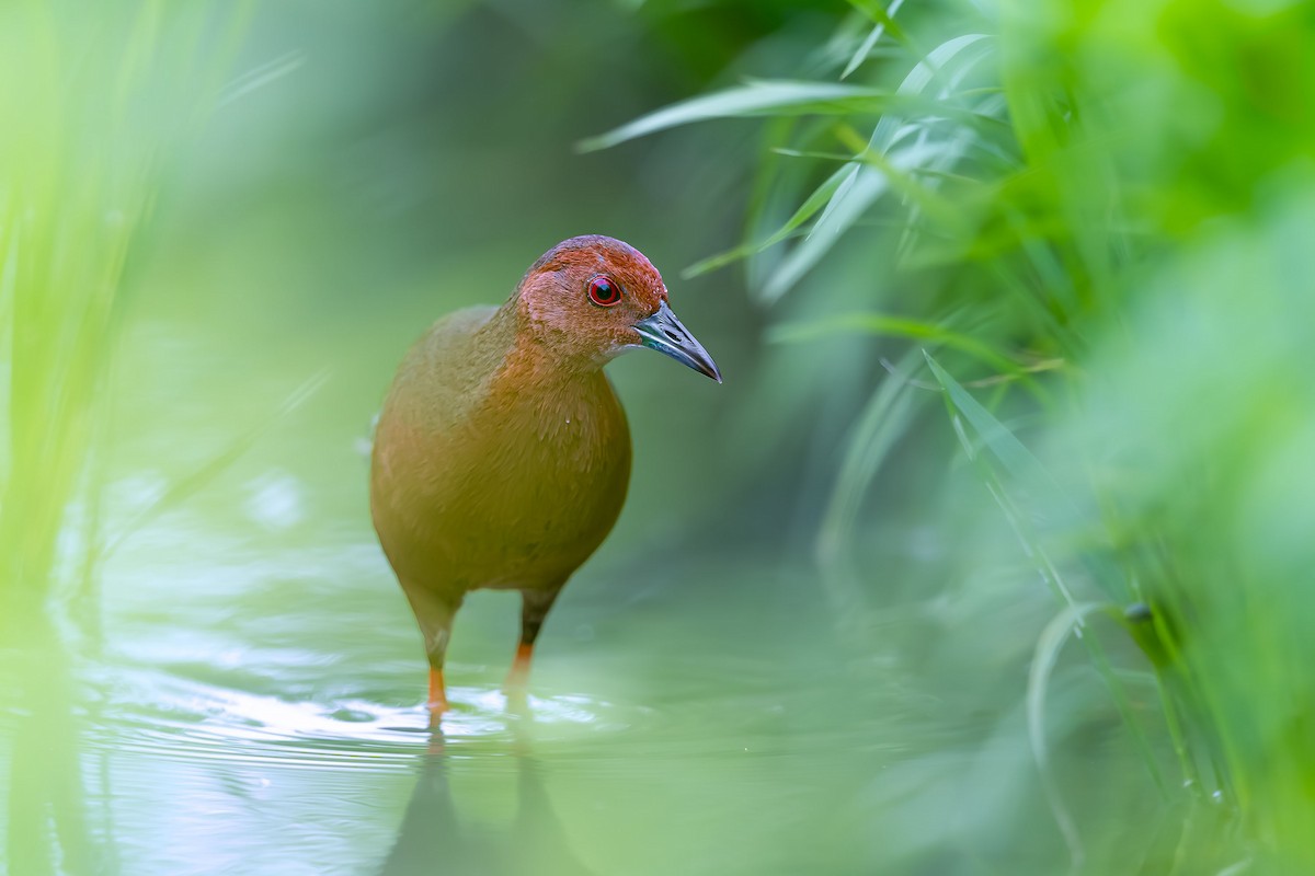 Ruddy-breasted Crake - ML623746508