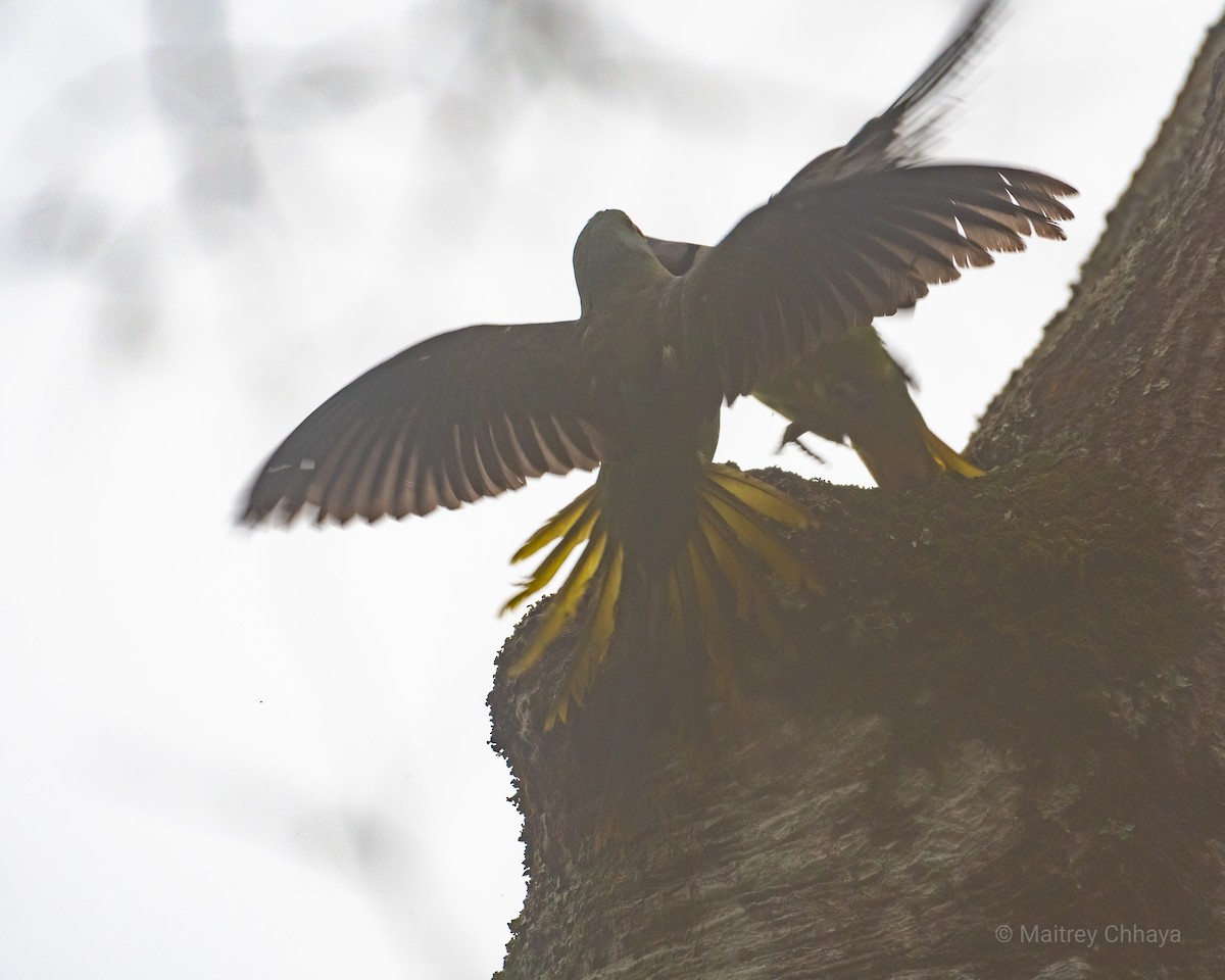 Malabar Parakeet - Maitrey Chhaya