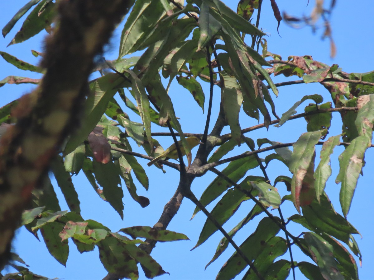 Golden Vireo - Erik Van Den Kieboom