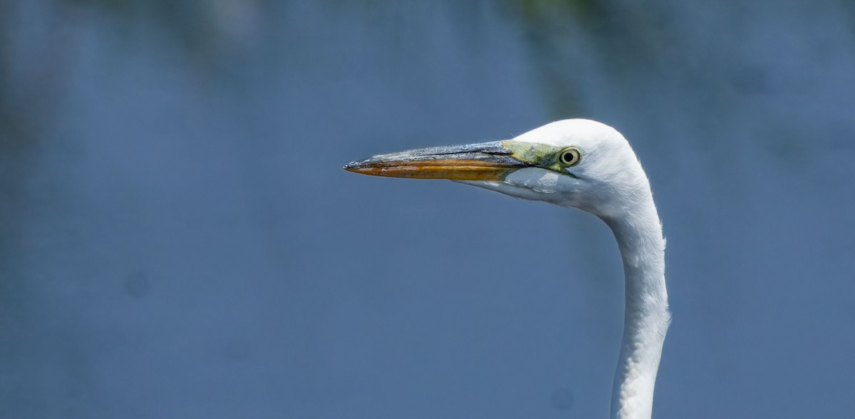 Great Egret - ML623746552