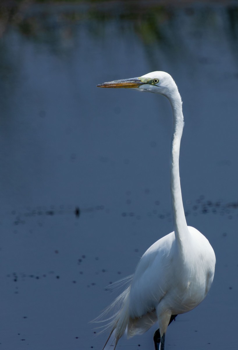 Great Egret - ML623746553