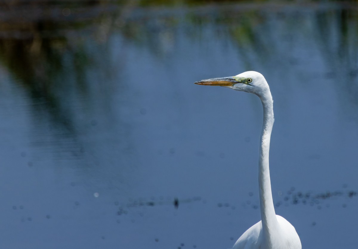 Great Egret - ML623746554