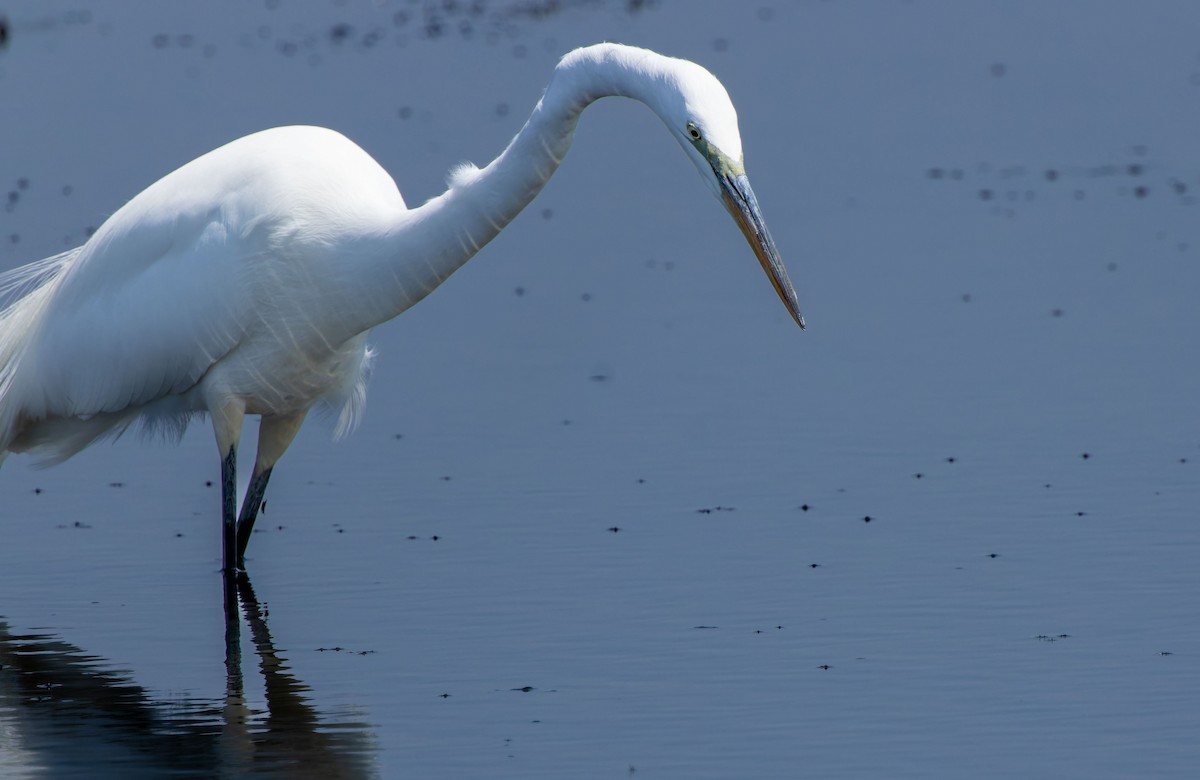 Great Egret - ML623746556