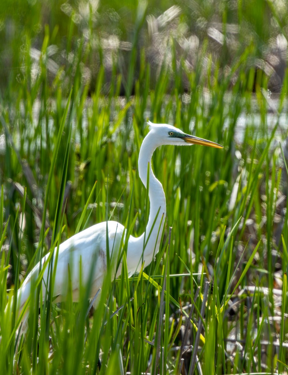 Great Egret - ML623746558