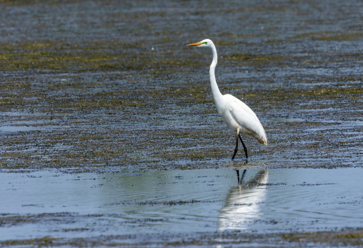 Great Egret - ML623746560