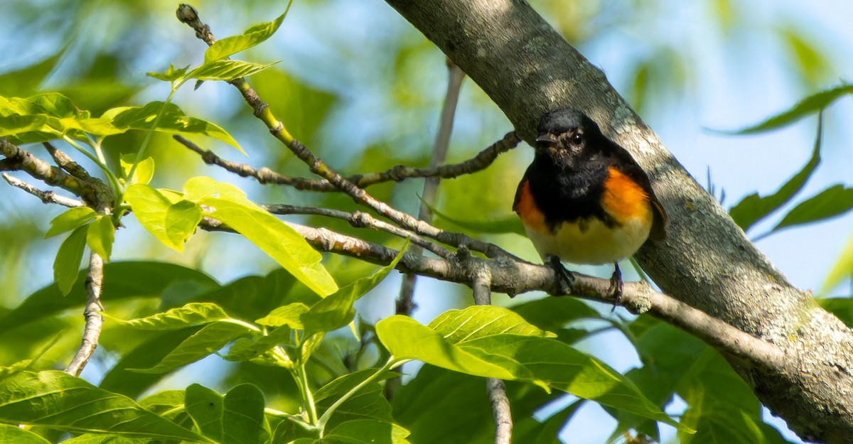 American Redstart - ML623746563