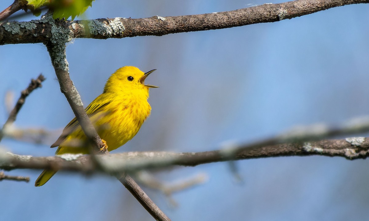 Yellow Warbler - ML623746576