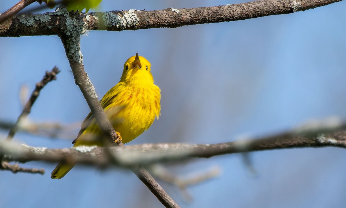 Yellow Warbler - ML623746577