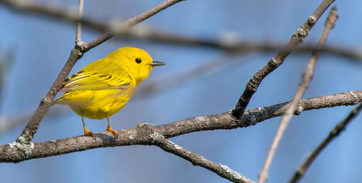 Yellow Warbler - Tara Plum