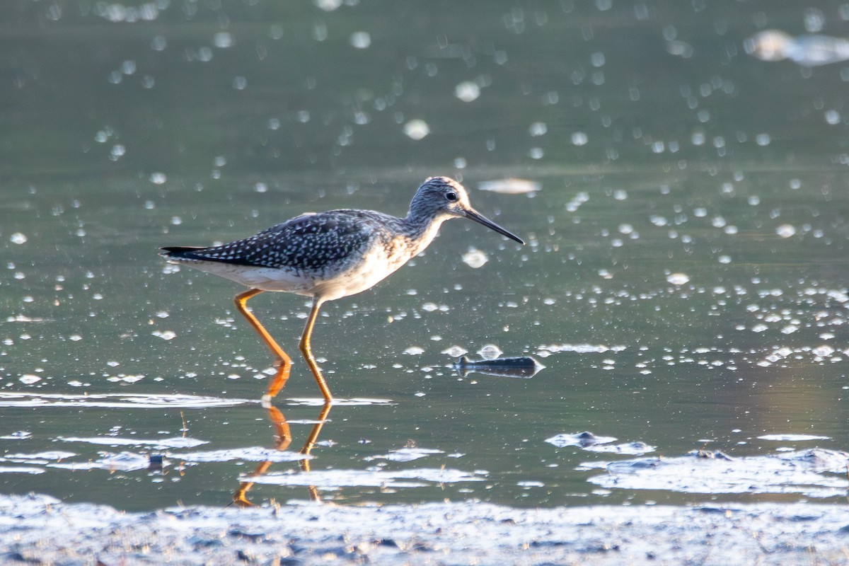 Greater Yellowlegs - ML623746589