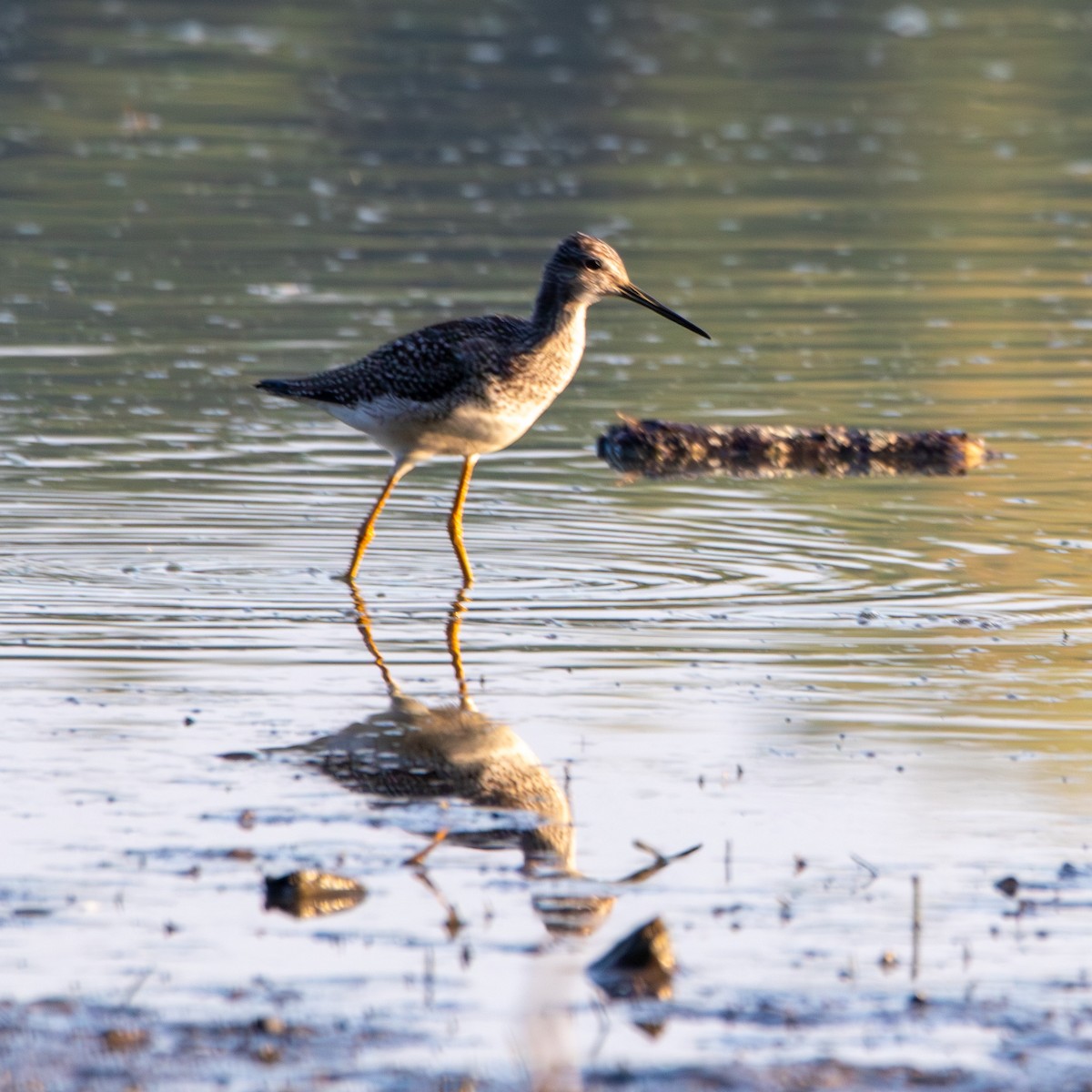 Greater Yellowlegs - ML623746590