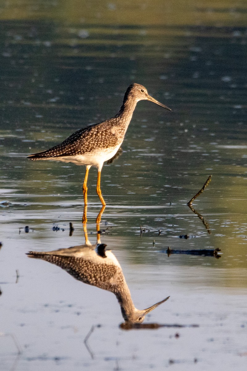 Greater Yellowlegs - ML623746592